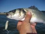 S.Baby Shad Crawler.80 Saucanelle