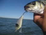 S.Baby Shad Crawler.80 Saucanelle