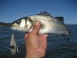 S.Baby Shad Crawler.80 Saucanelle