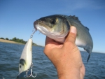 S.Baby Shad Crawler.80 Saucanelle